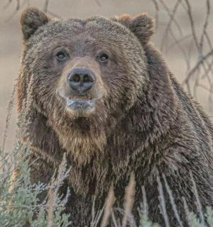 a large brown bear standing in a field