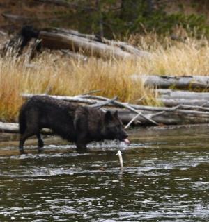 a cow walking in a river with a bird in the water