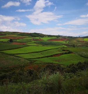 a view of a green hillside with trees and grass
