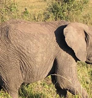 an elephant walking through a field of grass