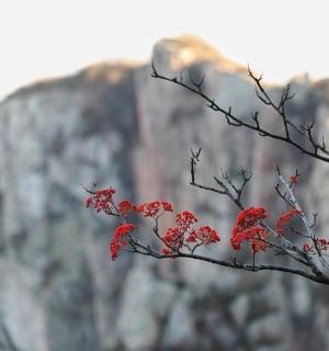 strom s červenými květy před horou