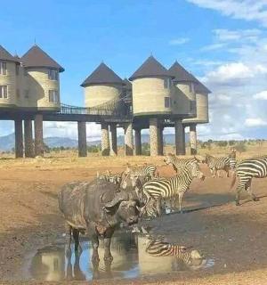 一群斑马和斑马站在泥土中