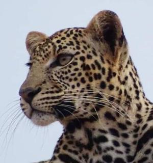 a leopard sitting on top of a tree branch