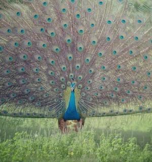 a peacock with its feathers out standing in the grass