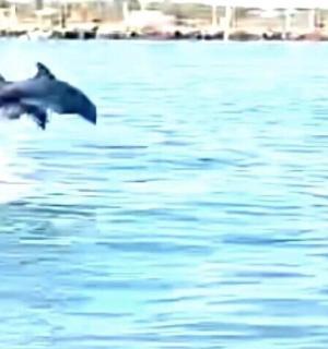 两只鸟飞过水面