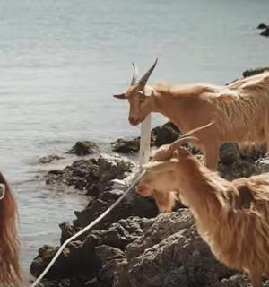 eine Frau, die ein Foto von Ziegen am Strand macht