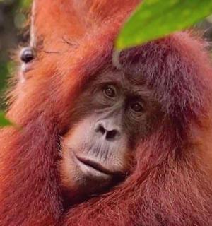 树上猴子的特写镜头