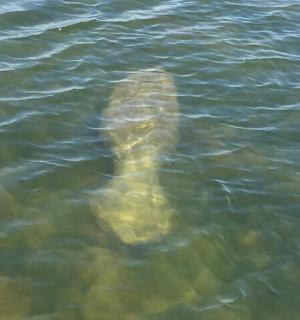 krokodýl plave ve vodě