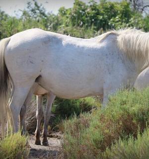 一群马站在田野里