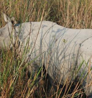 一头白犀牛站在高高的草丛中