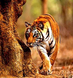 一只老虎在树旁行走