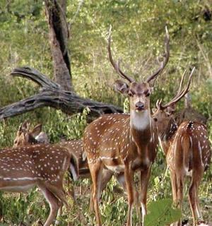 a group of deer standing in a field
