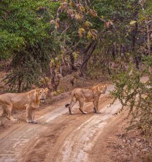dois leões parados em uma estrada de terra