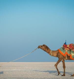 一名男子在沙漠中遛骆驼