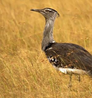 pták stojící na poli s vysokou trávou