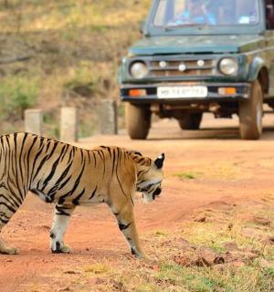 tygr kráčející po prašné cestě s nákladním autem