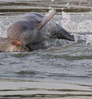 a baby elephant swimming in the water