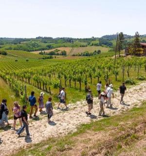a group of people walking through a vineyard