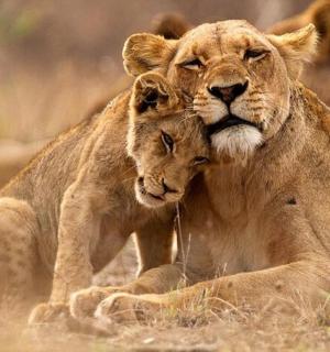 a couple of lions sitting in the grass