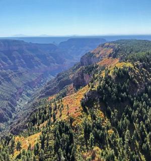 an aerial view of a canyon with trees
