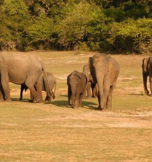 a herd of elephants standing in a field
