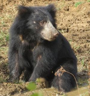 a black bear sitting in the mud