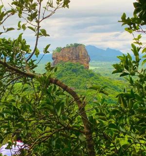 a view of the grand canyon from behind a tree