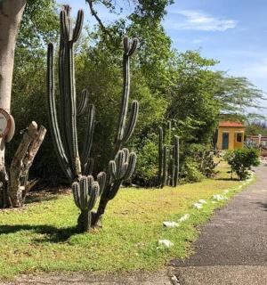 a cactus in a garden next to a road