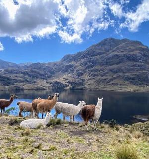 a herd of sheep standing on a hill near a lake