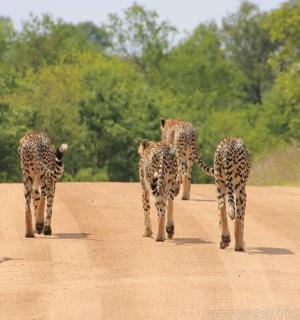一群猎豹沿着土路行走