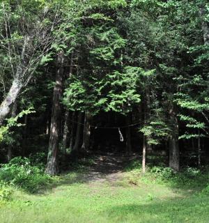 一片长满树木和绿草的森林