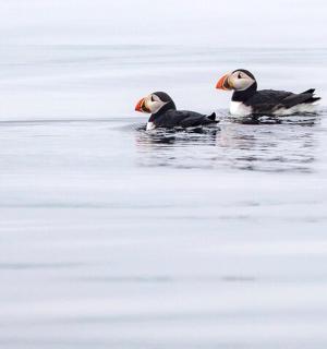 paar lindu vees ujumas