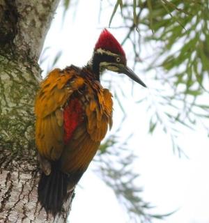 一只鸟栖息在树边