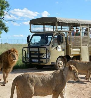 a group of lions standing in front of a bus