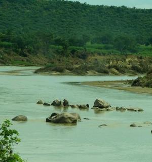 一群大象在河里游泳