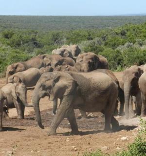 一群大象站在泥土中
