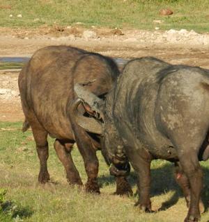 two elephants standing next to each other in a field