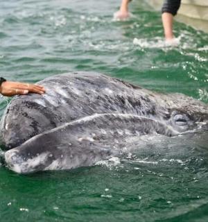a dolphin in the water with a hand on it