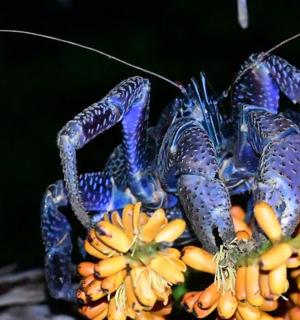 a blue scorpion is sitting on a bunch of bananas