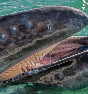 a close up of a fish in the water