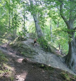 a person walking down a dirt trail in the woods
