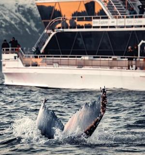 一头鲸鱼跃出船前的水域