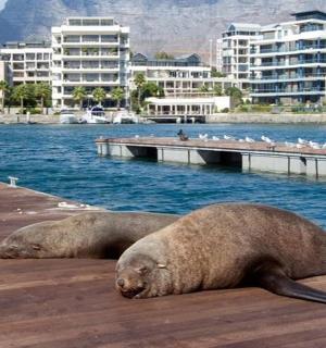 dva tuleni ležící na molu ve vodě