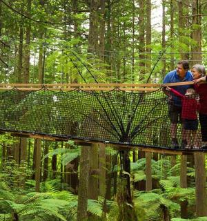 一群人站在森林里的吊桥上