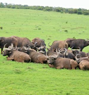 一群动物坐在草地上