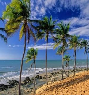 a row of palm trees on a beach with the ocean