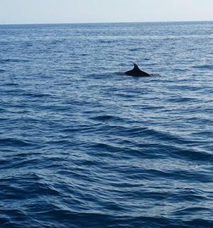 ein Delphin inmitten eines großen Gewässers