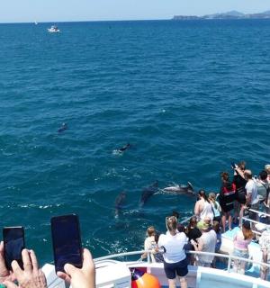 a group of people on a boat taking pictures of dolphins