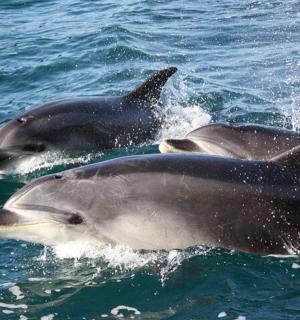 un groupe de trois dauphins nageant dans l'eau