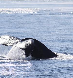 一头座头鲸在水中游泳